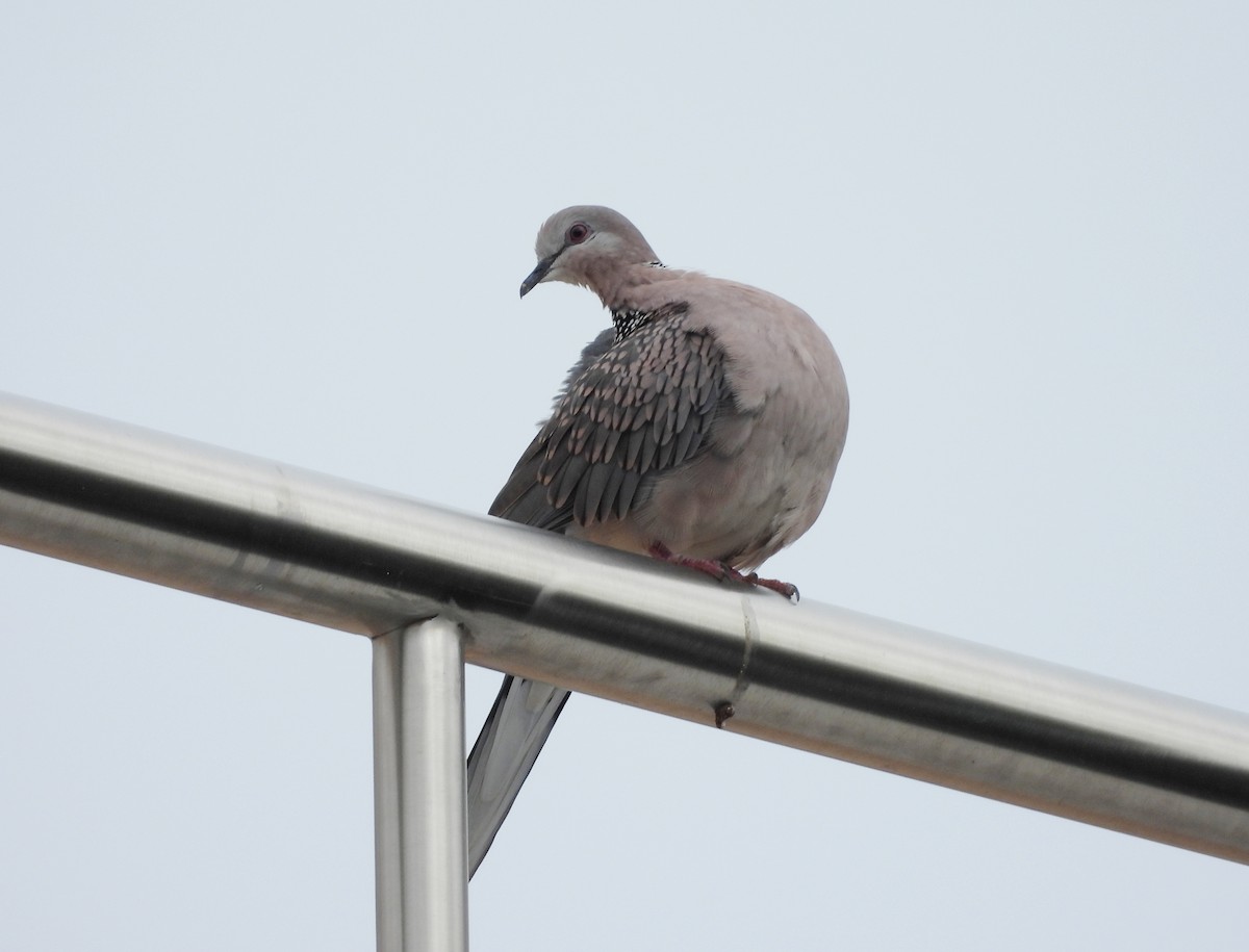 Spotted Dove - ML638476130