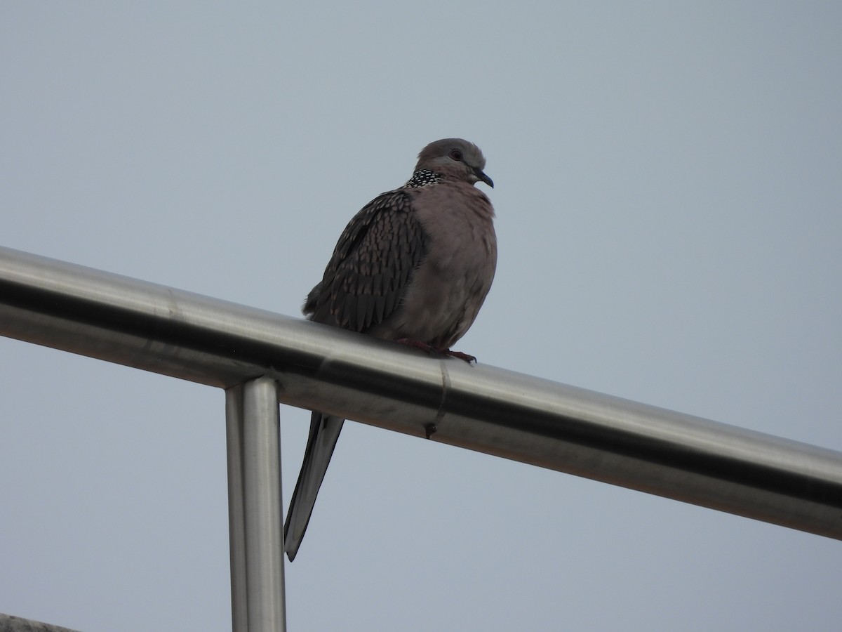 Spotted Dove - ML638476131