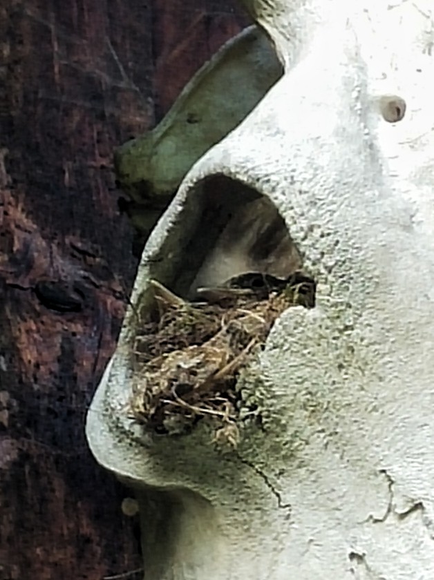 Spotted Flycatcher - ML638476136