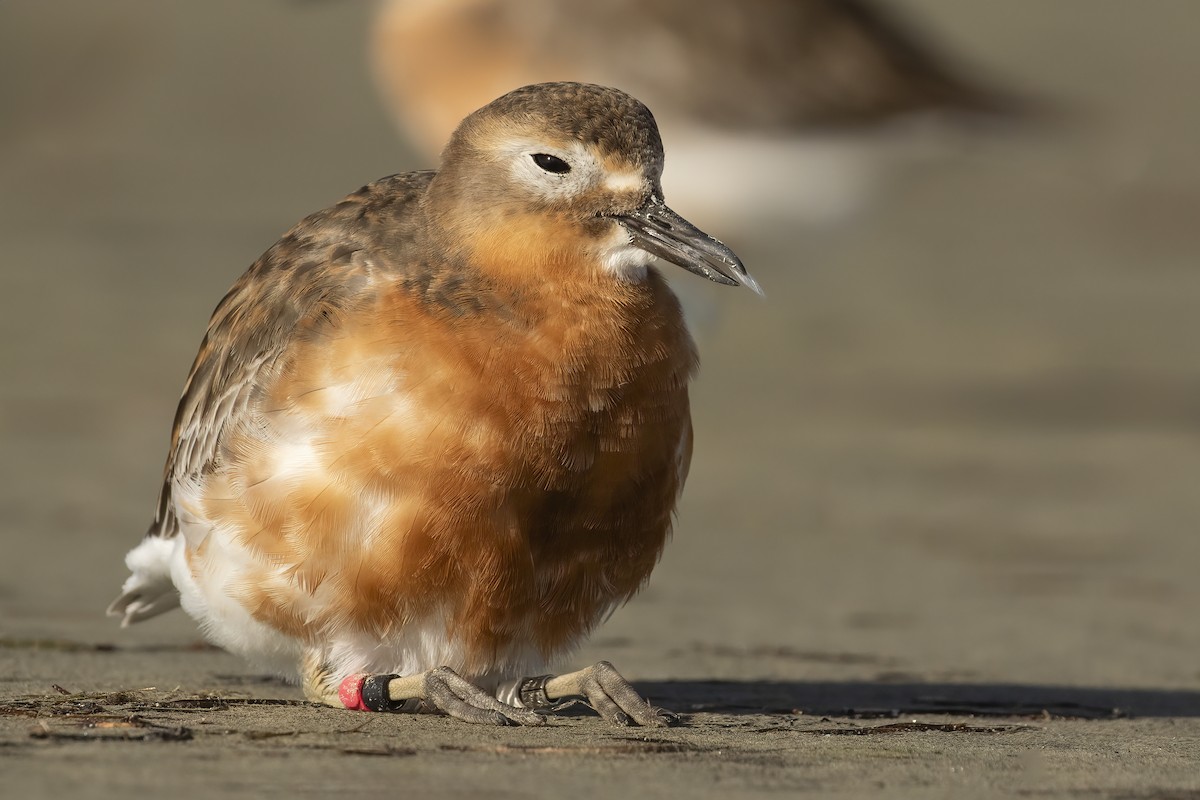 Red-breasted Dotterel (Southern) - ML638476157