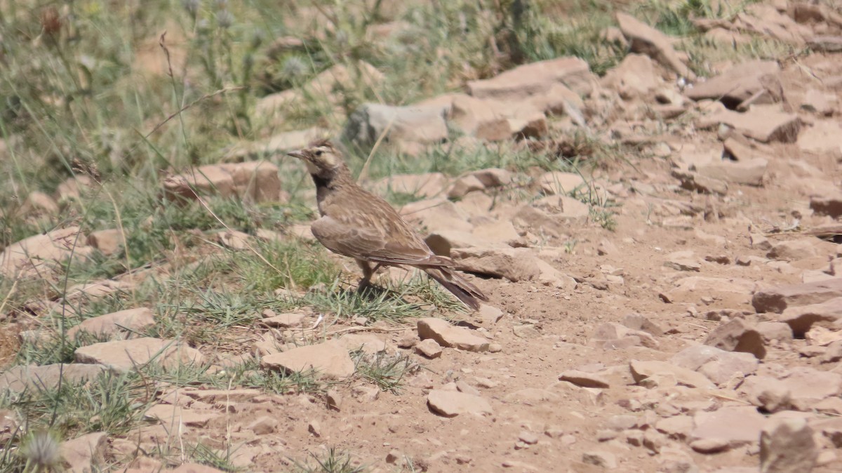 Horned Lark - ML638476158