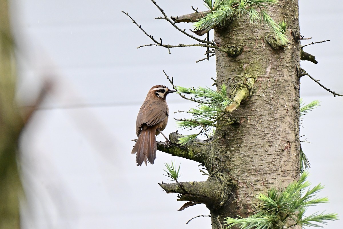 White-browed Laughingthrush - ML638476171