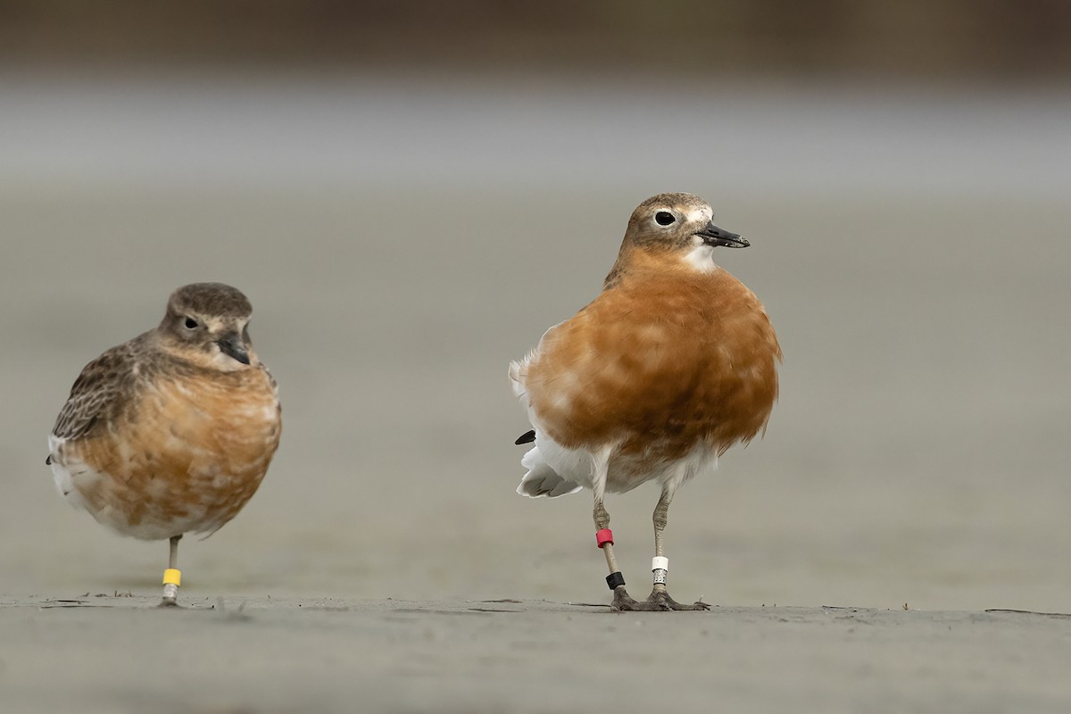 Red-breasted Dotterel (Southern) - ML638476172