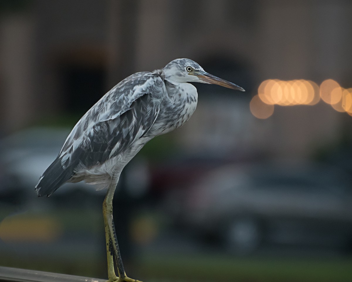 Western Reef-Heron - ML638476199