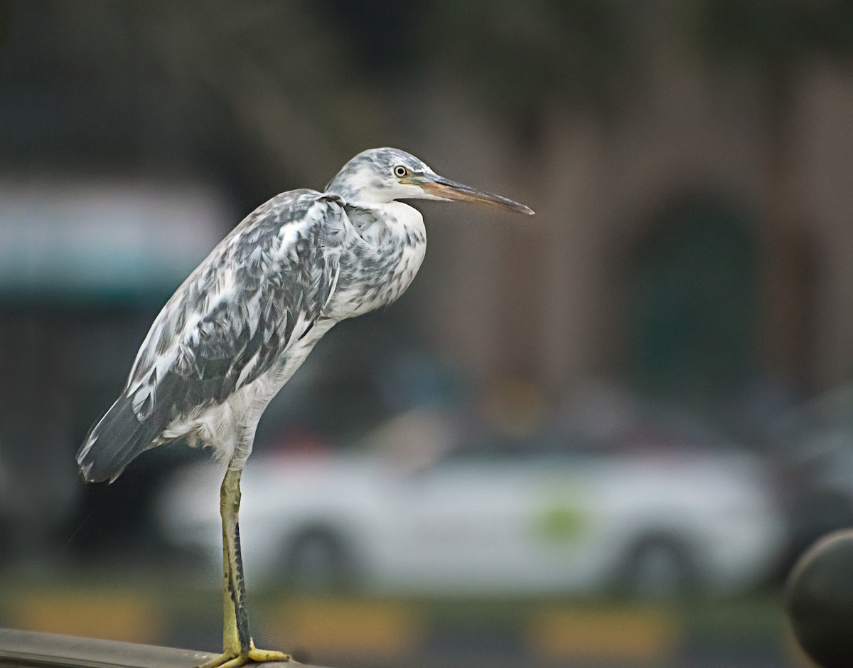 Western Reef-Heron - ML638476200