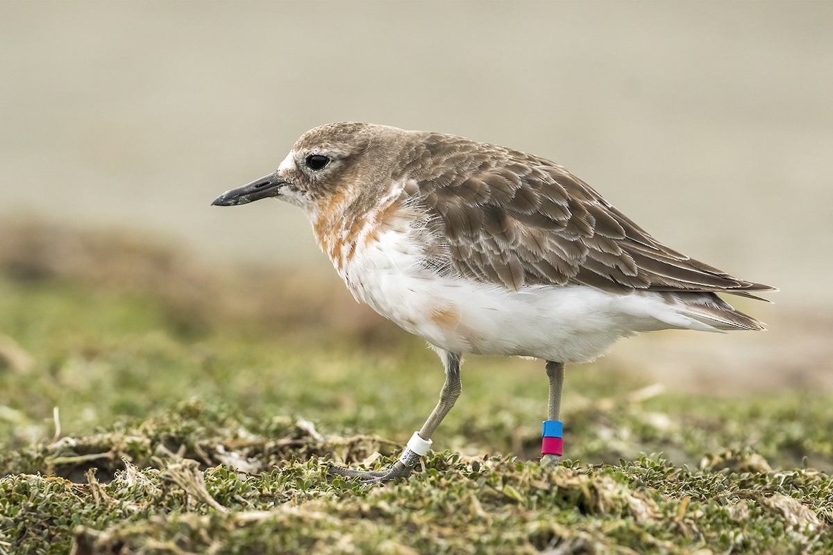 Red-breasted Dotterel (Southern) - ML638476205