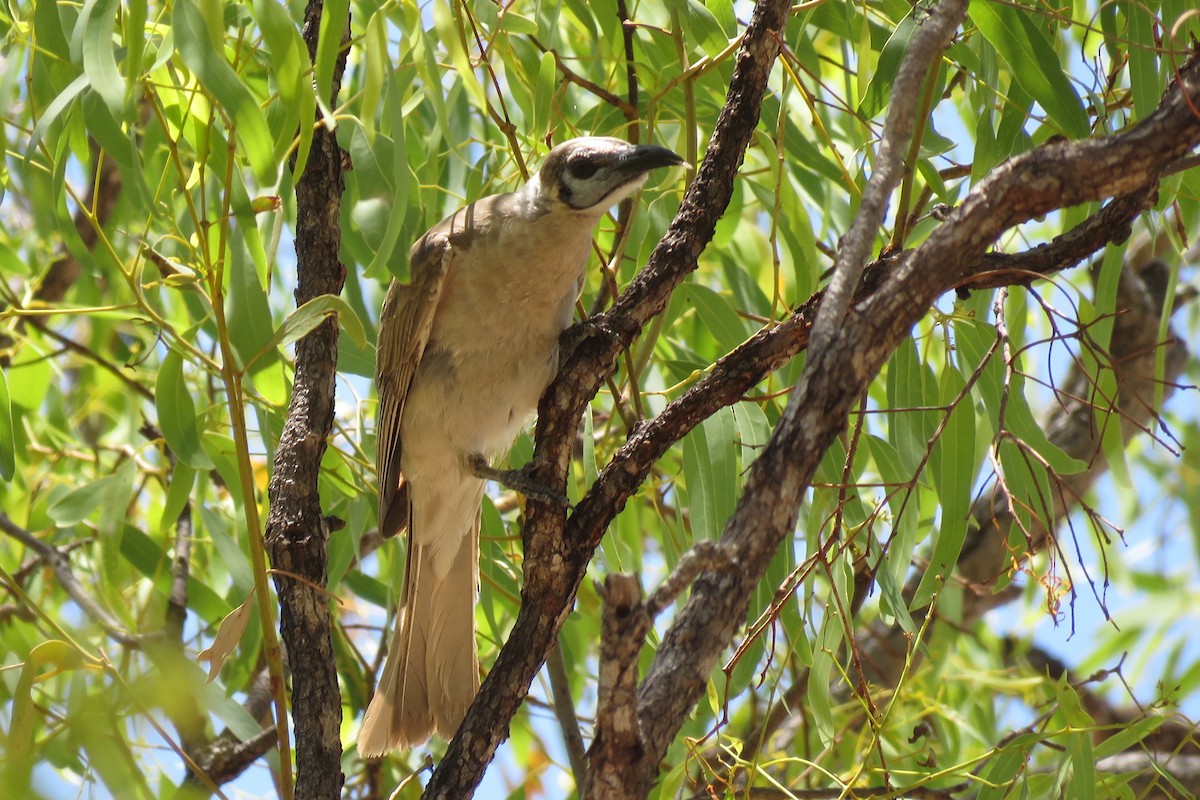 Little Friarbird - ML638476250