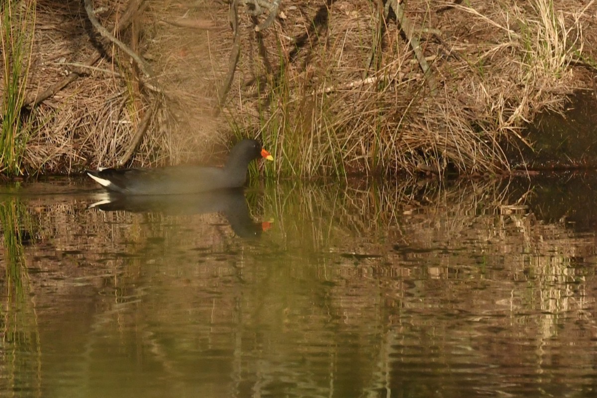 Dusky Moorhen - ML638476252