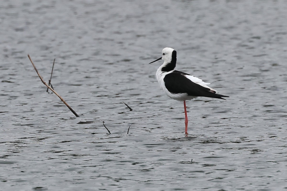 Pied Stilt - ML638476270