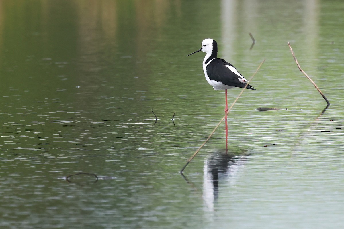 Pied Stilt - ML638476271