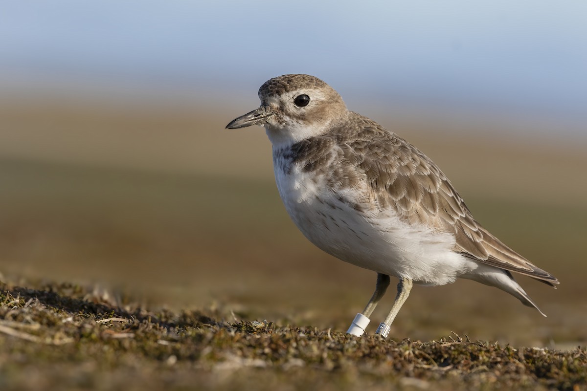 Red-breasted Dotterel (Southern) - ML638476272