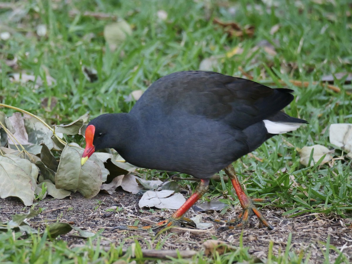 Dusky Moorhen - ML638476273