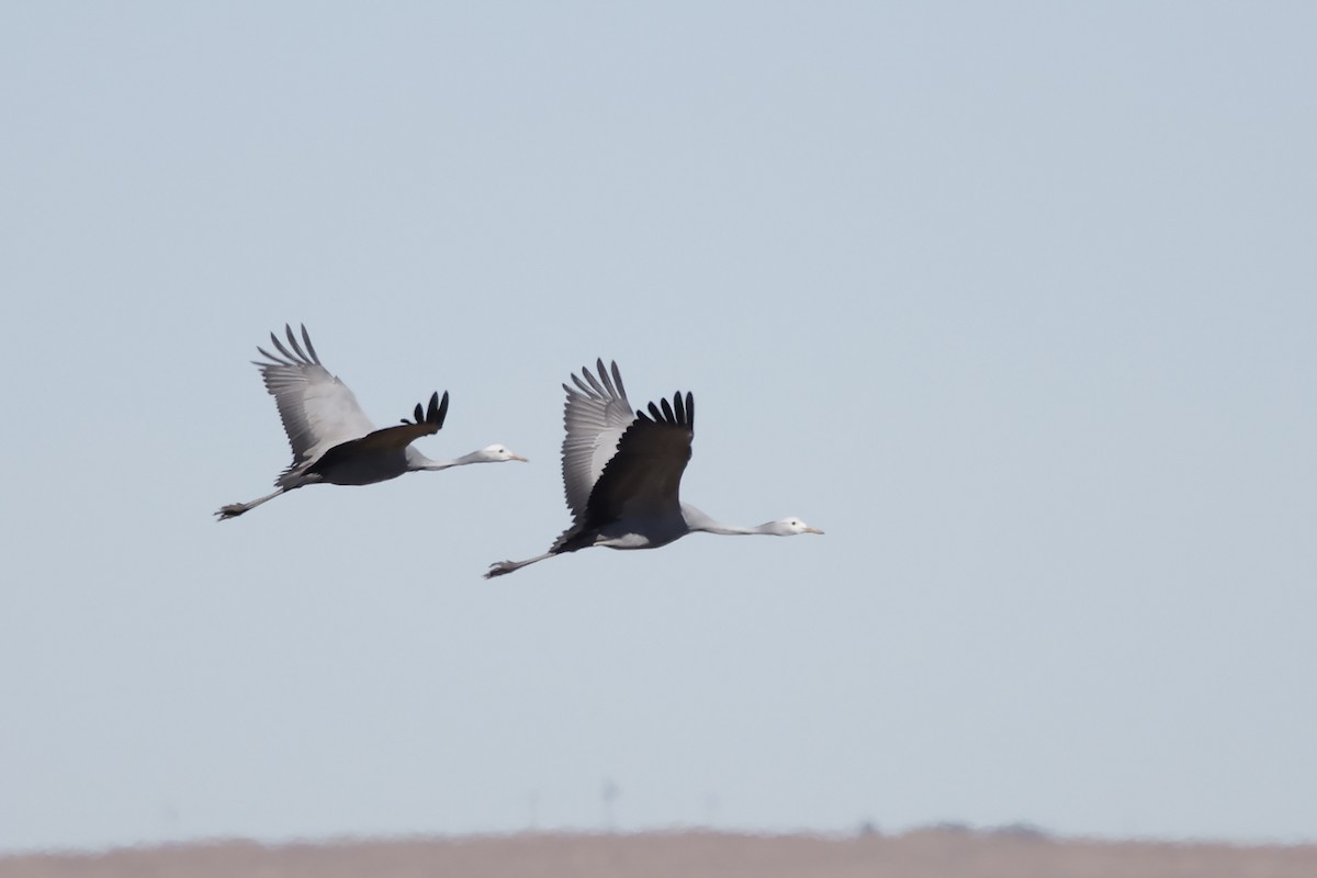 Blue Crane - ML638476283