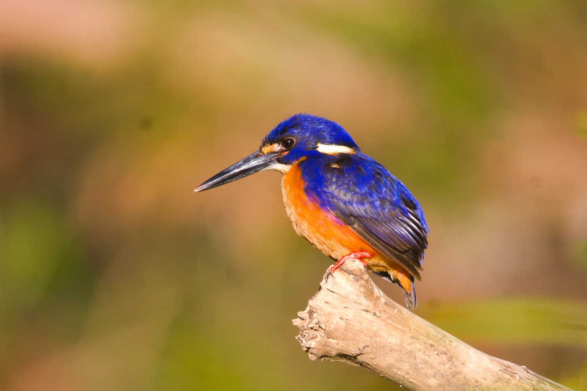 Azure Kingfisher - ML638476286