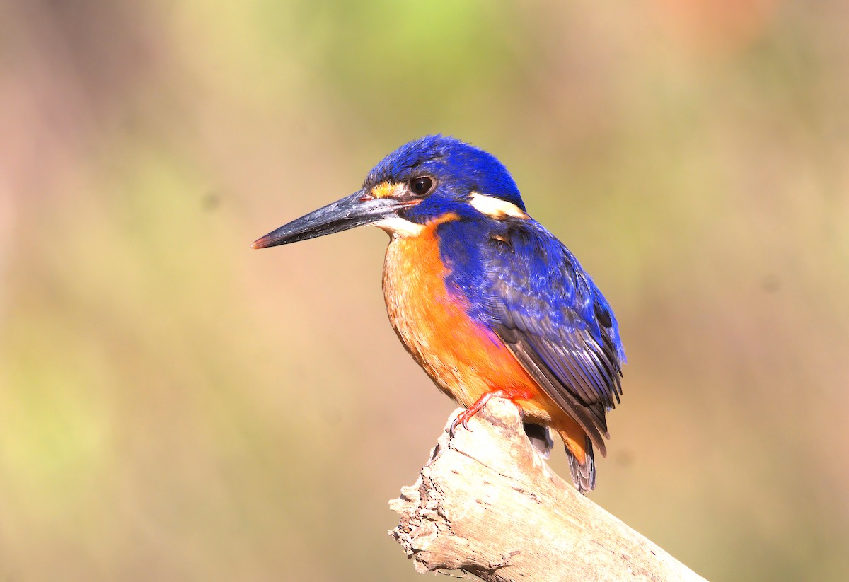Azure Kingfisher - ML638476287