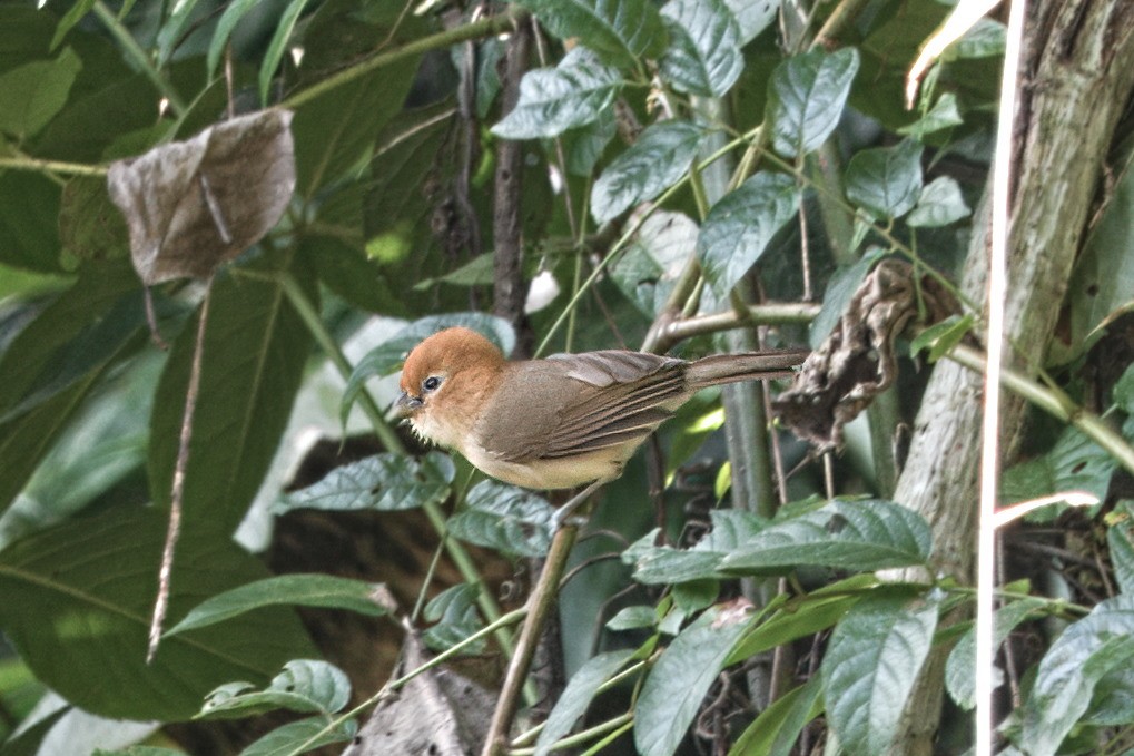 Rufous-headed Parrotbill - ML638476288