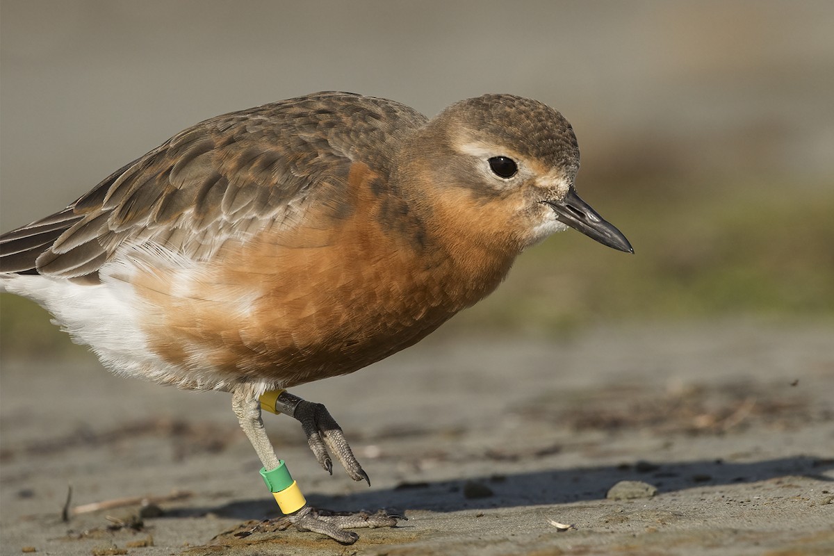Red-breasted Dotterel (Southern) - ML638476320