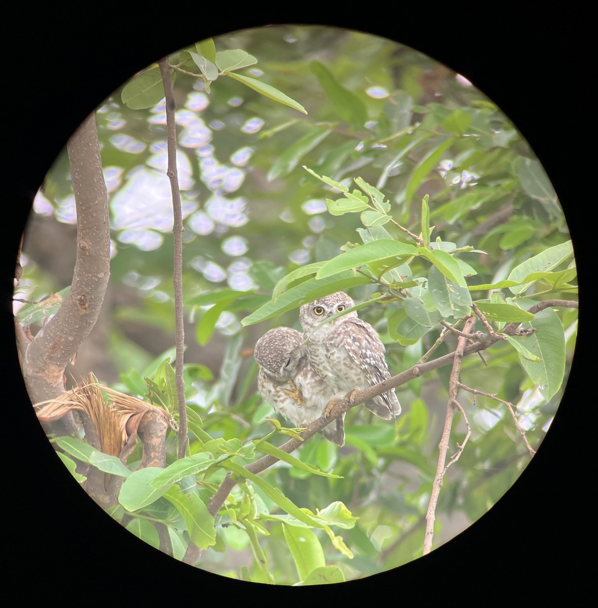 Spotted Owlet - ML638476324