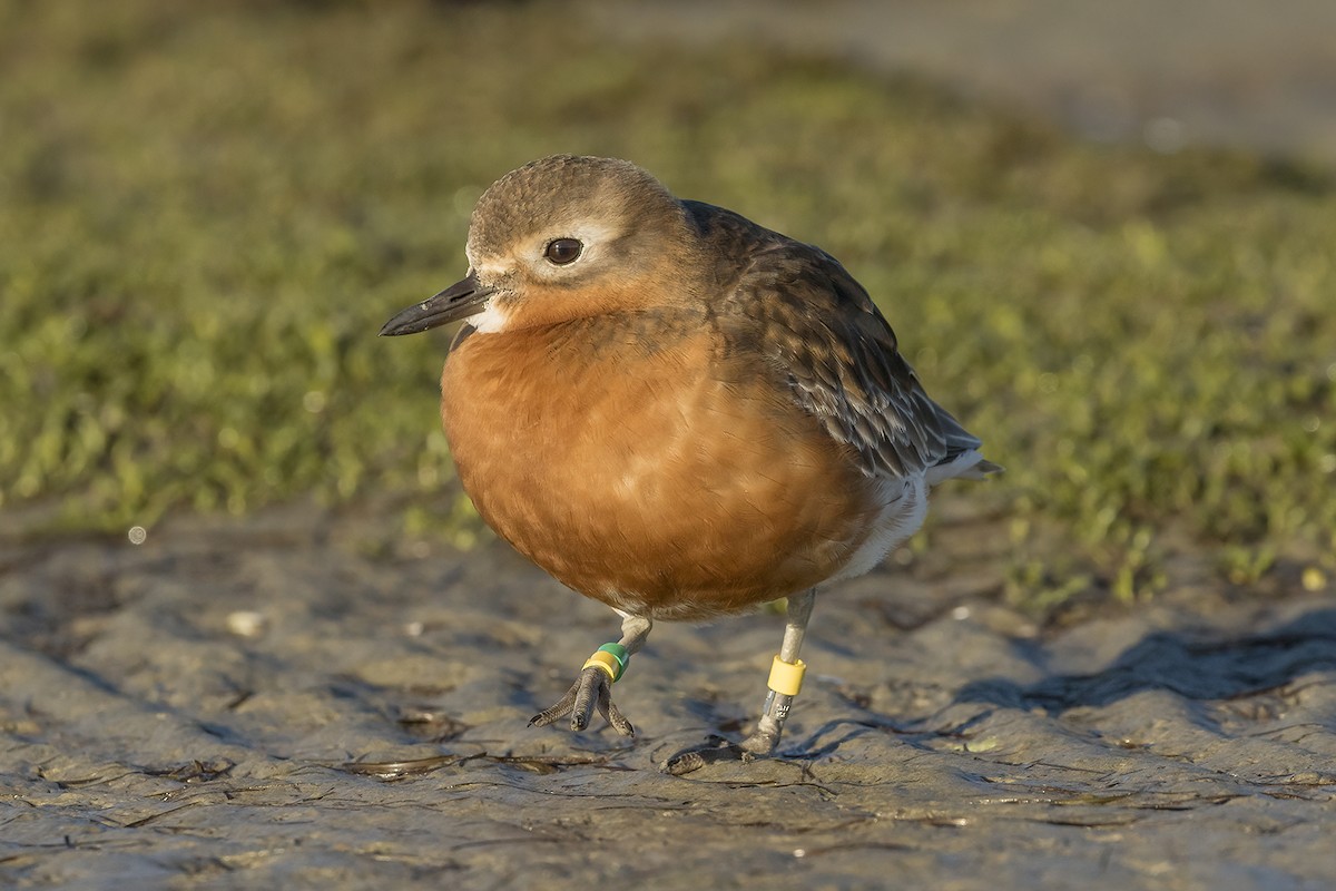 Red-breasted Dotterel (Southern) - ML638476327
