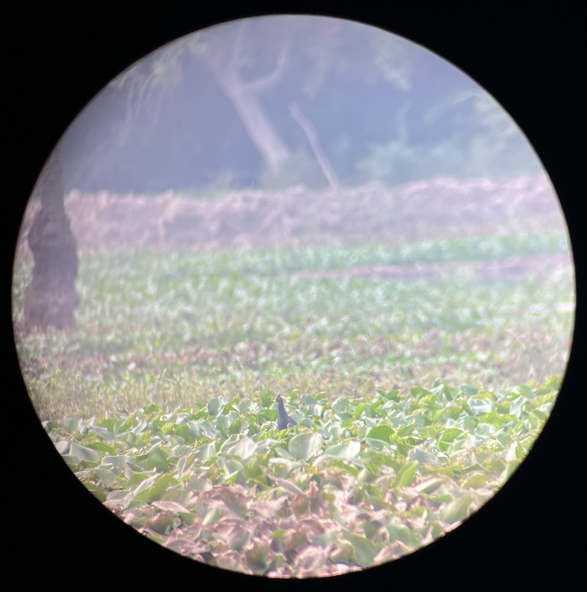 Watercock - ML638476328