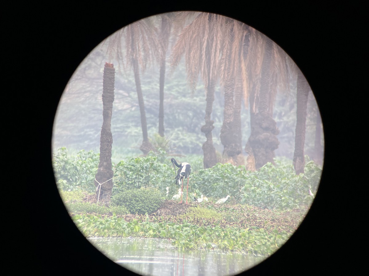 Black-necked Stork - ML638476336