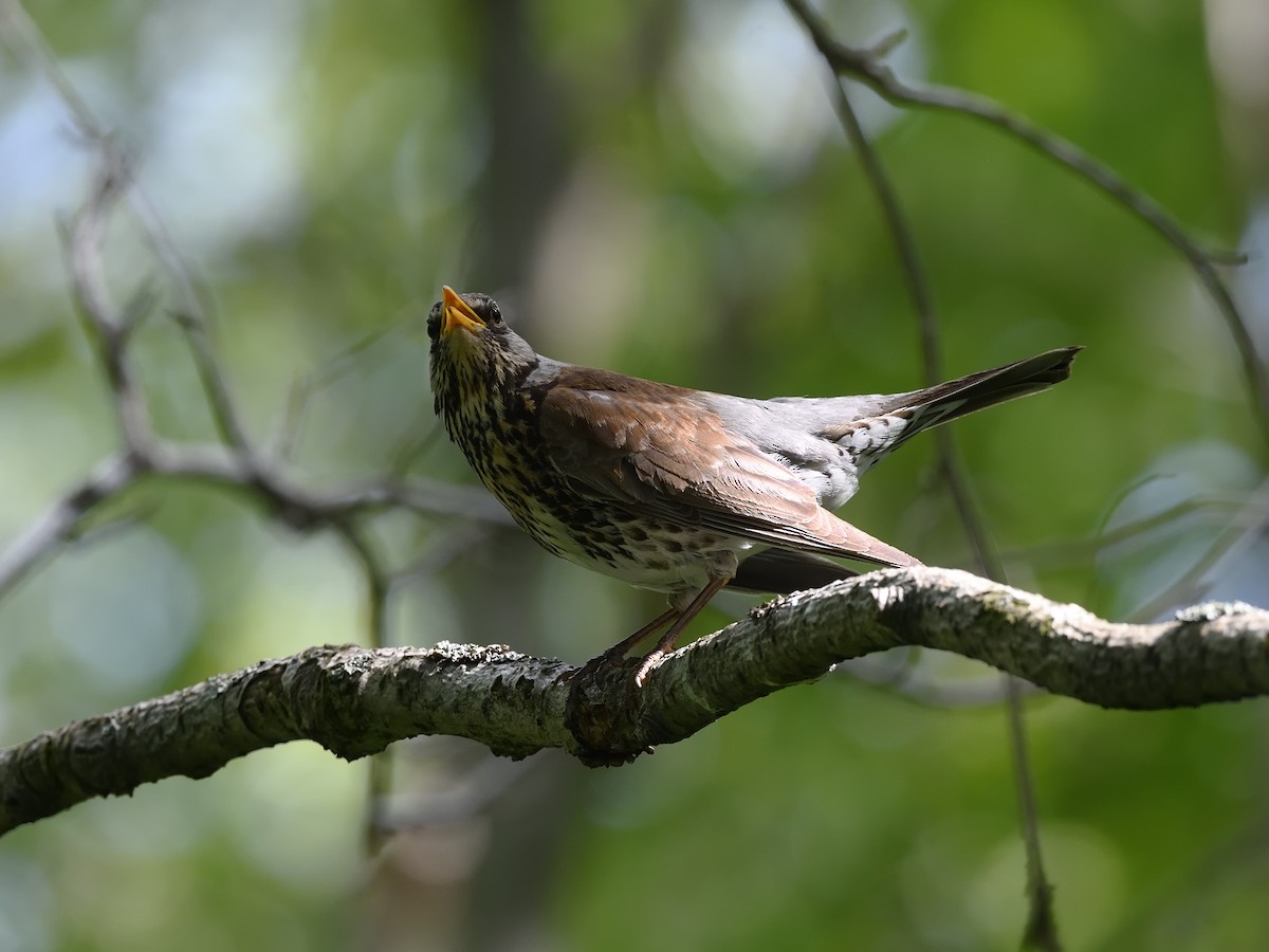 Fieldfare - ML638476338