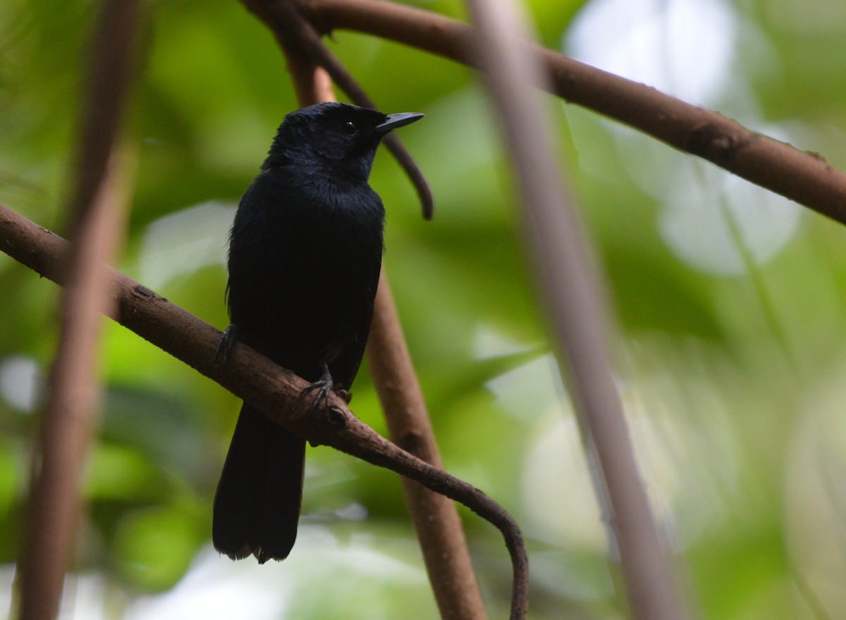 Shining Flycatcher - ML638476349