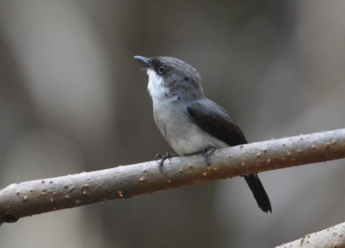 Mangrove Robin - ML638476364