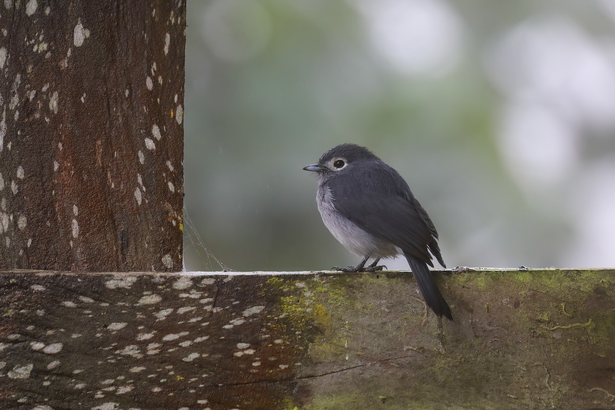 White-eyed Slaty-Flycatcher - ML638476371