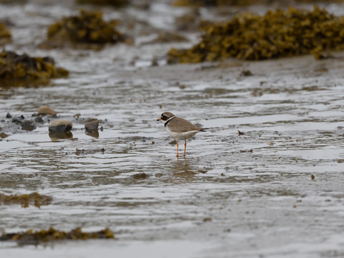 Common Ringed Plover - ML638476400