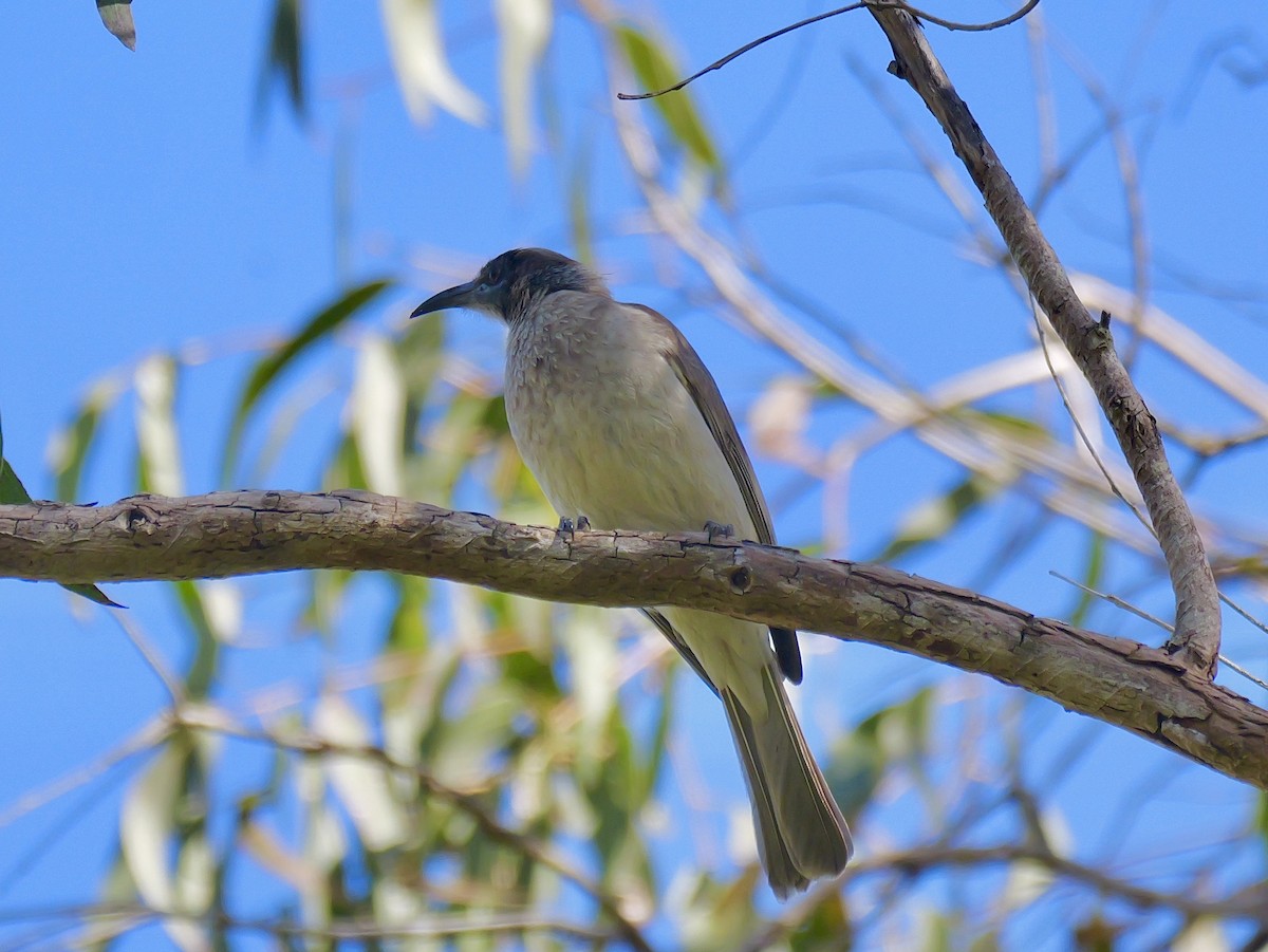 Little Friarbird - ML638476403