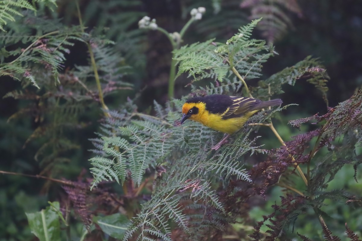 Baglafecht Weaver - ML638476427