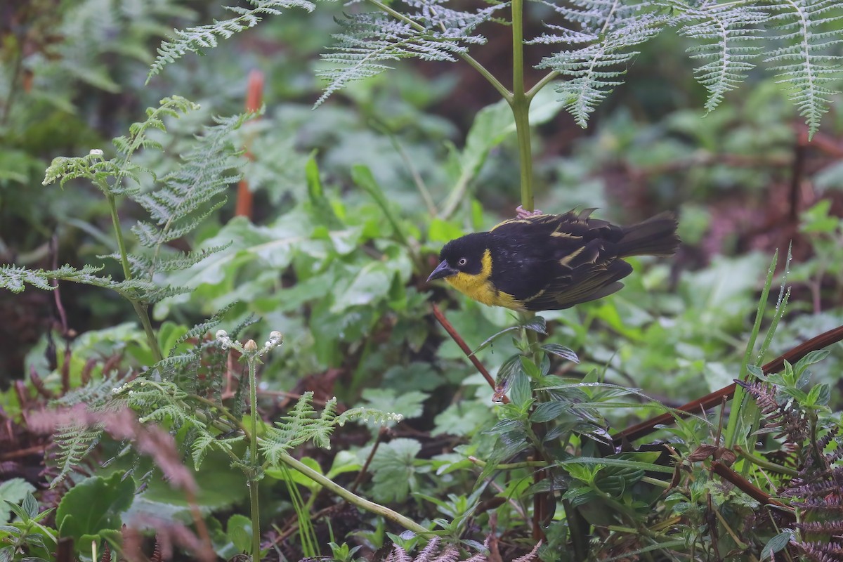 Baglafecht Weaver - ML638476448