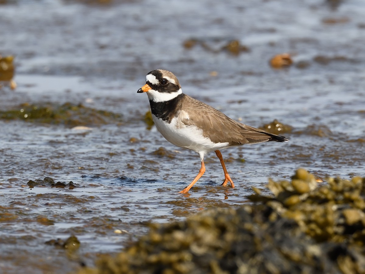 Common Ringed Plover - ML638476469