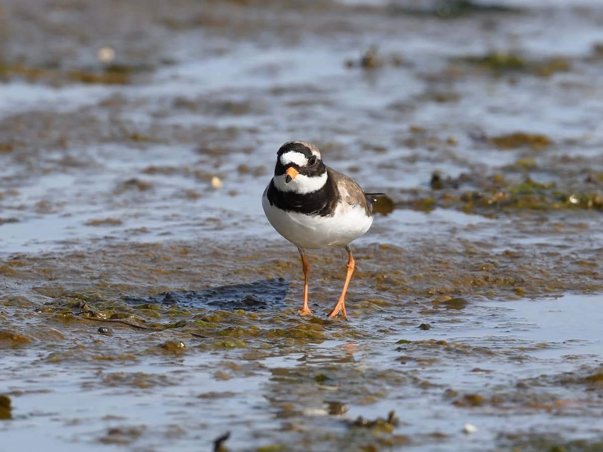 Common Ringed Plover - ML638476470