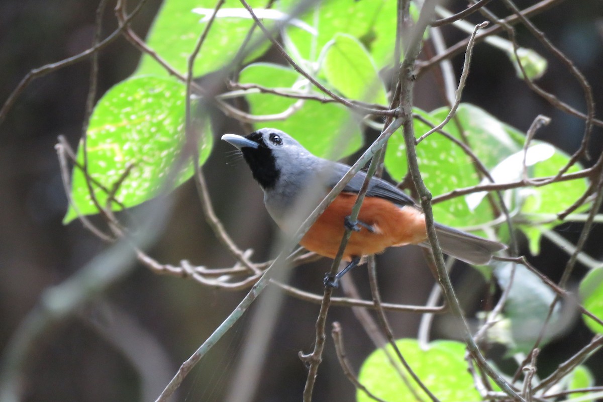 Black-faced Monarch - ML638476487