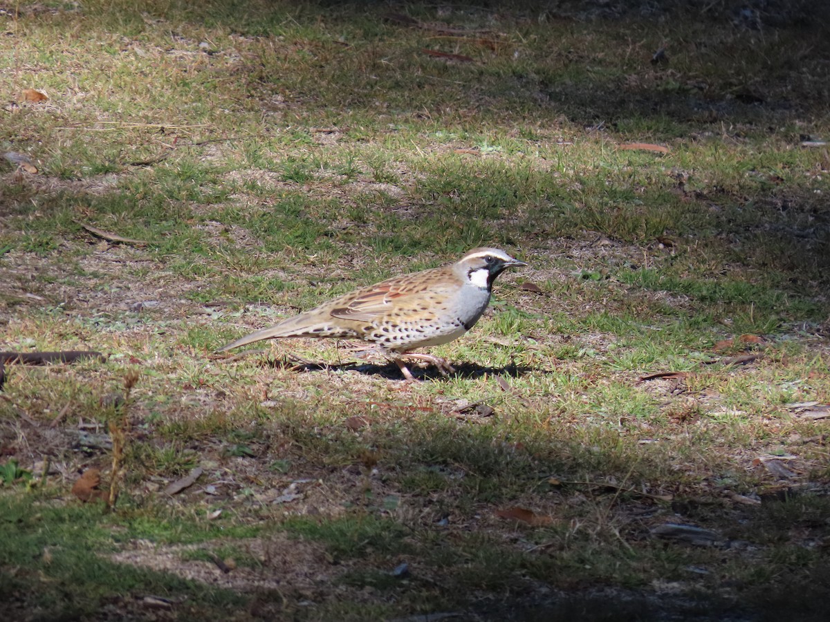 Spotted Quail-thrush - ML638476501