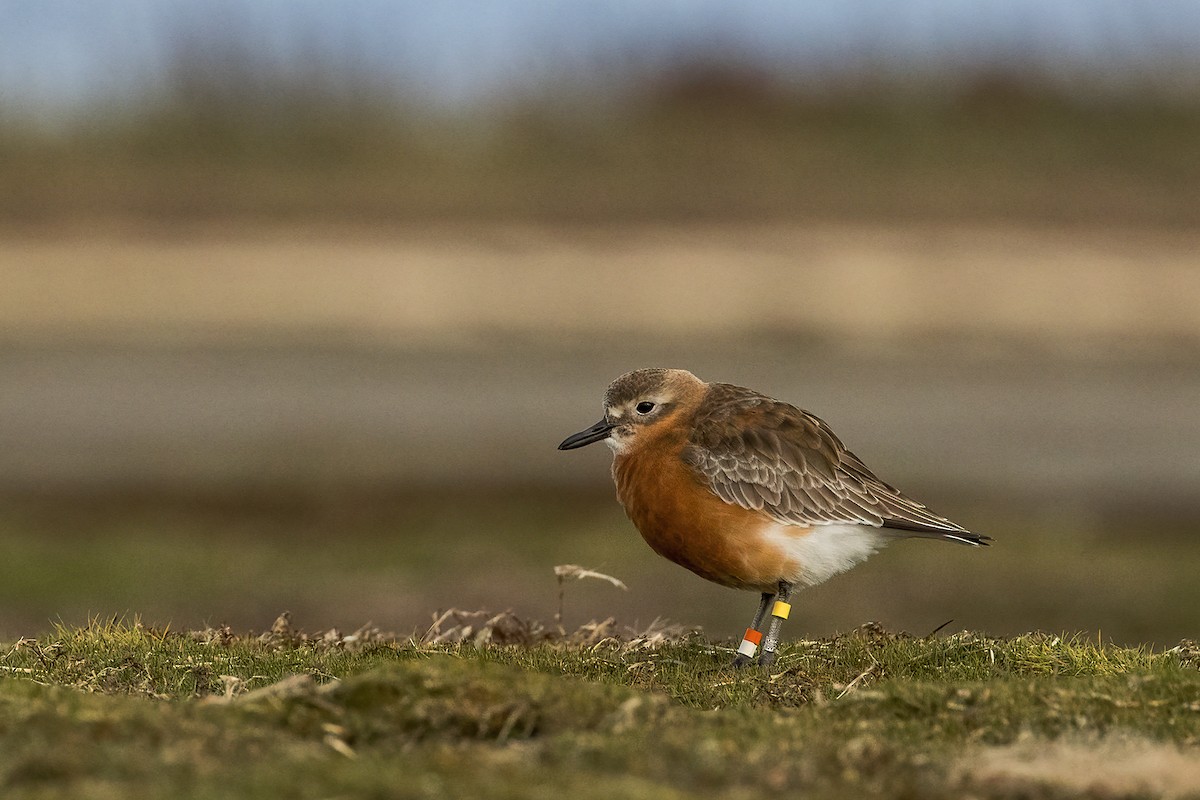 Red-breasted Dotterel (Southern) - ML638476514