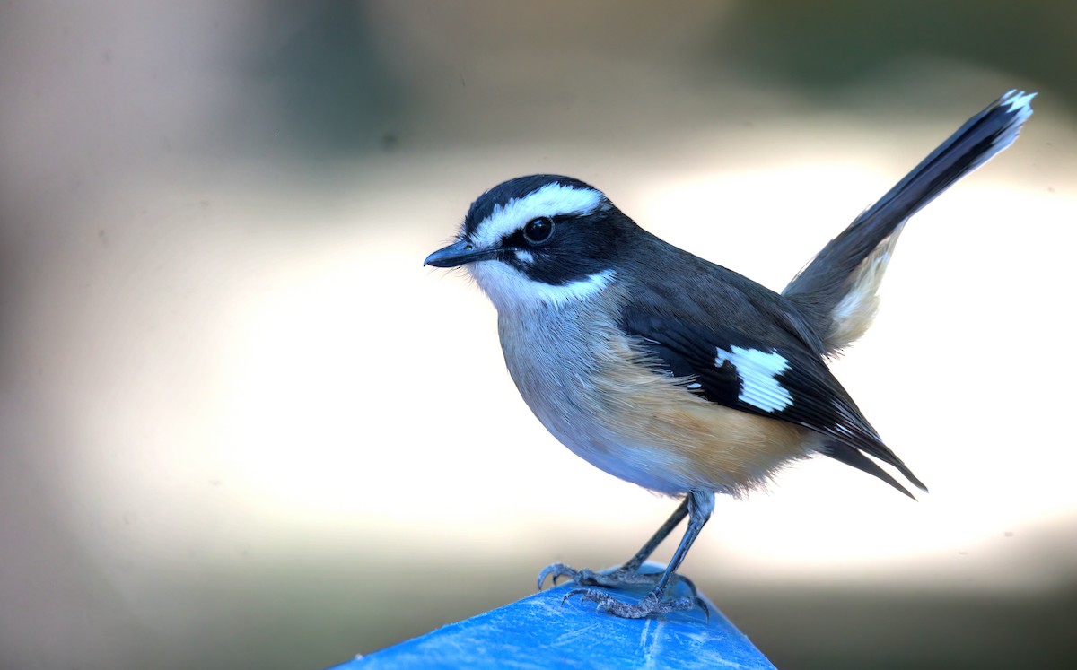 Buff-sided Robin - ML638476515