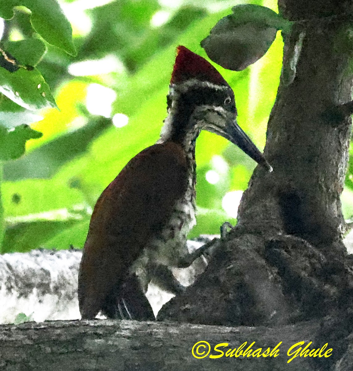 Malabar Flameback - ML638476520