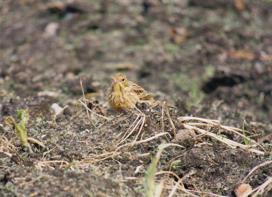 Ortolan Bunting - ML638476540