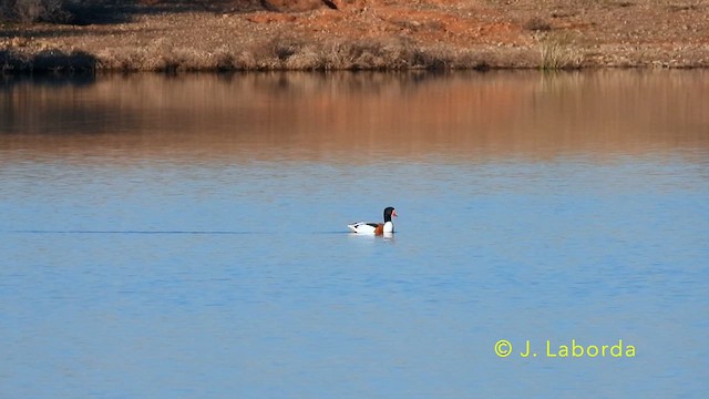 Common Shelduck - ML638476543