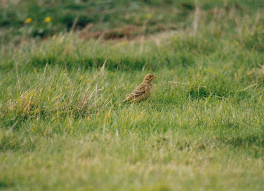 Ortolan Bunting - ML638476544