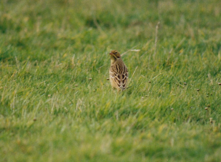 Ortolan Bunting - ML638476545
