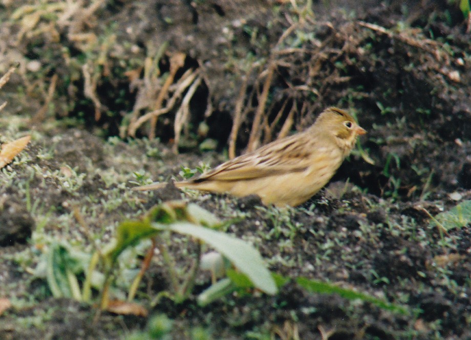 Ortolan Bunting - ML638476548