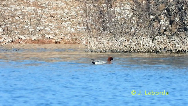 Eurasian Wigeon - ML638476551