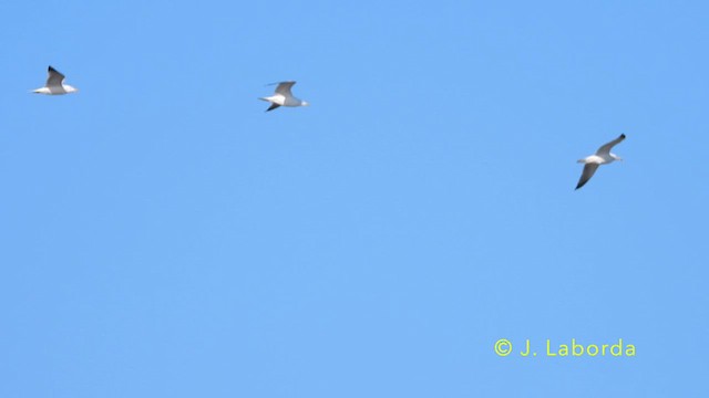 Yellow-legged Gull - ML638476556