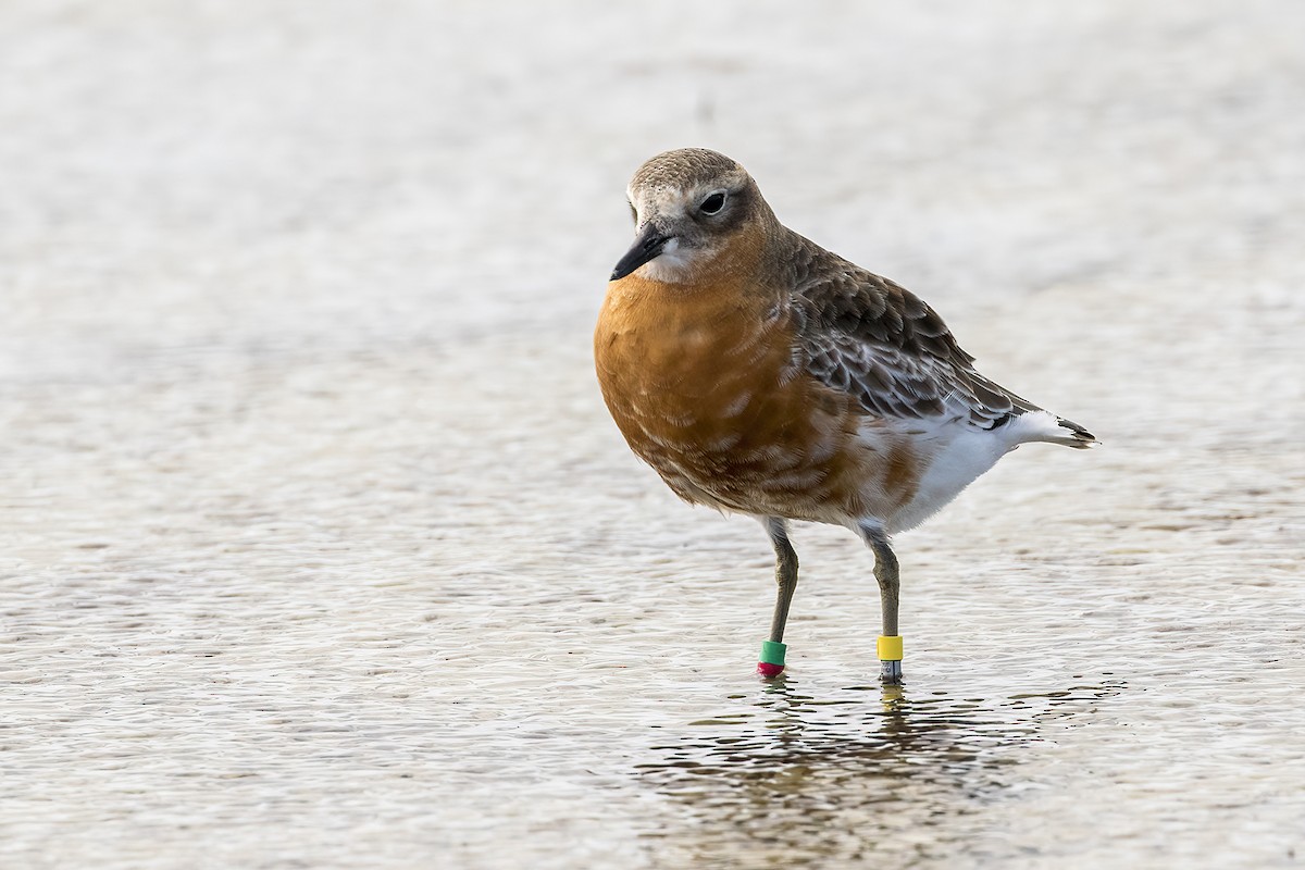 Red-breasted Dotterel (Southern) - ML638476558