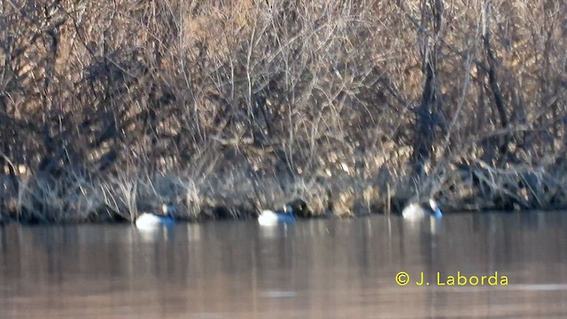 Eared Grebe - ML638476559