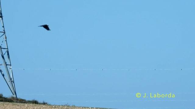 Western Marsh Harrier - ML638476563